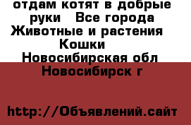 отдам котят в добрые руки - Все города Животные и растения » Кошки   . Новосибирская обл.,Новосибирск г.